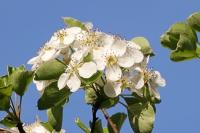 Pyrus communis subsp. pyraster