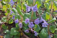 Glechoma hederacea