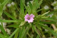 Geranium dissectum