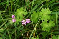 Geranium molle