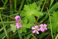 Geranium molle