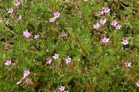 Erodium cicutarium