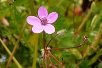Erodium cicutarium