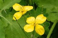 Chelidonium majus