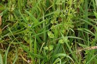 Veronica arvensis