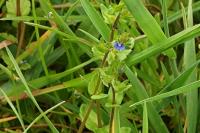 Veronica arvensis