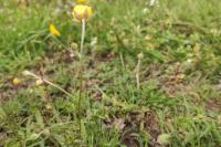 Ranunculus paludosus