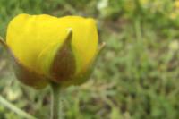 Ranunculus paludosus