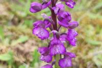 Anacamptis morio