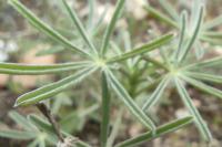 Lupinus angustifolius