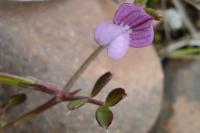 Vicia lathyroides
