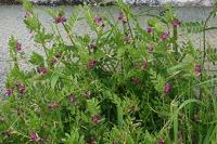 Vicia segetalis