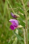 Vicia segetalis