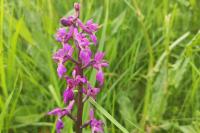 Orchis mascula