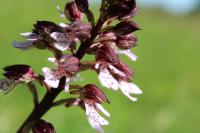 Orchis purpurea