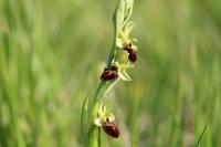 Ophrys aranifera