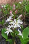Menyanthes trifoliata