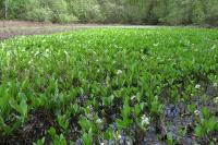 Menyanthes trifoliata