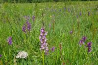 Anacamptis morio
