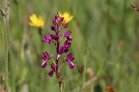 Anacamptis laxiflora