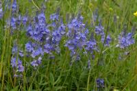 Veronica teucrium