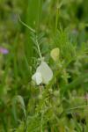 Vicia lutea