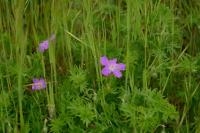 Geranium sanguineum