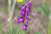 Anacamptis x alata