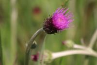 Cirsium dissectum