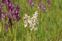 Anacamptis morio
