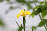 Iris pseudacorus