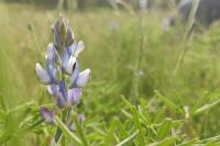Lupinus angustifolius