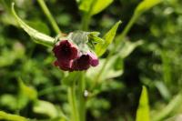 Cynoglossum officinale