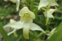 Platanthera chlorantha