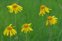 Arnica montana