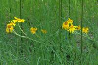 Arnica montana