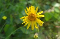 Arnica montana
