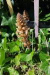 Orobanche hederae