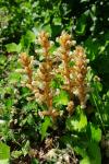 Orobanche hederae