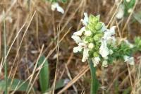 Stachys recta