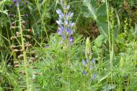 Lupinus angustifolius