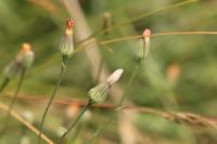 Crepis foetida