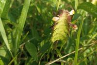 Melampyrum cristatum