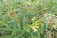 Melampyrum pratense