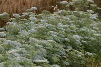Ammi majus