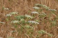 Ammi majus