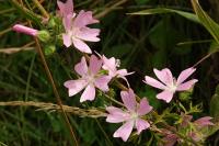 Malva moschata