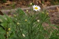 Tripleurospermum inodorum