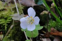 Oxalis acetosella
