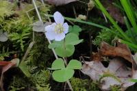 Oxalis acetosella